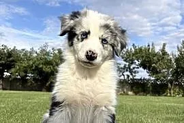 SZCZENIAK BORDER COLLIE