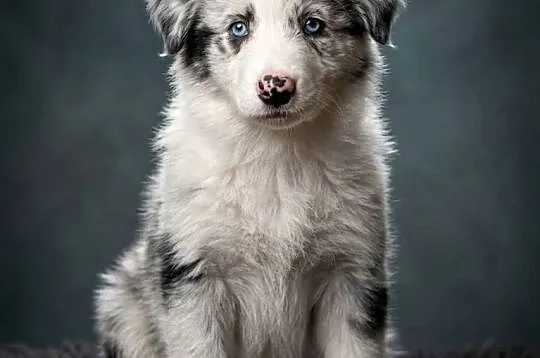 SZCZENIAK BORDER COLLIE, Łódzkie, Sieradz