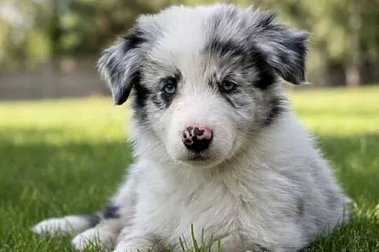 SZCZENIAK BORDER COLLIE, Łódzkie, Sieradz