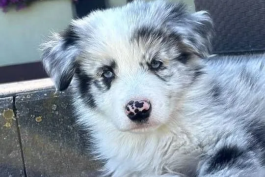 SZCZENIAK BORDER COLLIE, Łódzkie, Sieradz