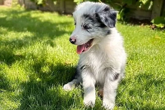 SZCZENIAK BORDER COLLIE, Łódzkie, Sieradz