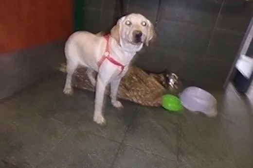 Biszkoptowa labradorka potrzebuje kochających ludz