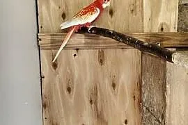 Zamienię bądź sprzedam samca