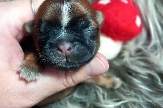 Shih-Tzu suczka odbiór w grudniu