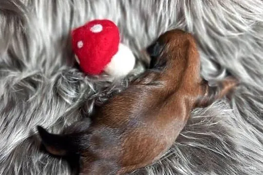 Shih-Tzu suczka odbiór w grudniu, Opolskie, Strzelce Opolskie