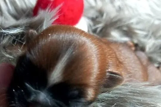 Shih-Tzu suczka odbiór w grudniu, Opolskie, Strzelce Opolskie
