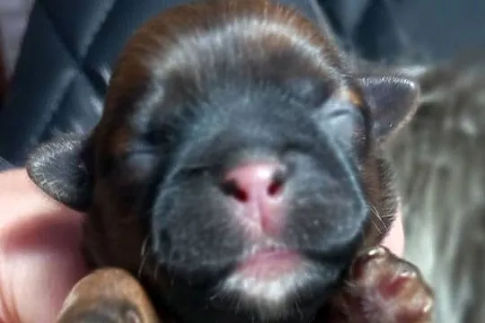 Shih-Tzu suczka odbiór w grudniu, Opolskie, Strzelce Opolskie