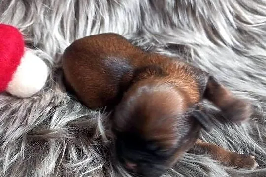 Shih-Tzu suczka odbiór w grudniu, Opolskie, Strzelce Opolskie
