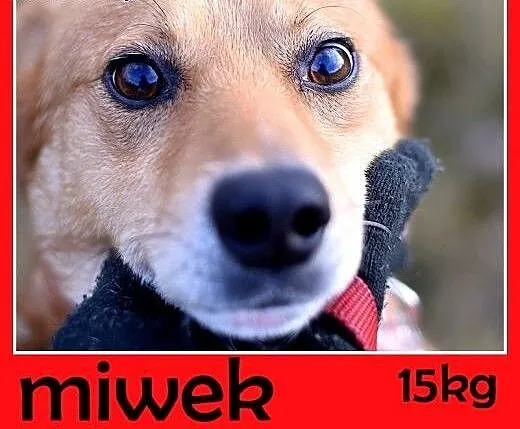 16kg,średni,łagodny,przyjazny,tulaśny piesek MIWEK