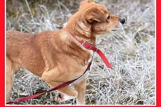 16kg,średni,łagodny,przyjazny,tulaśny piesek MIWEK
