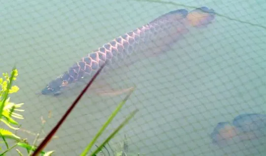 Arowana PLATYNOWA - Osteoglossum bicirrhosum...................*, Małopolskie, Kraków