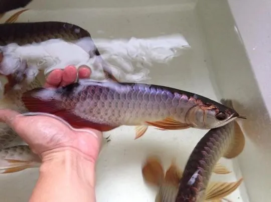 Arowana PLATYNOWA - Osteoglossum bicirrhosum...................*, Małopolskie, Kraków