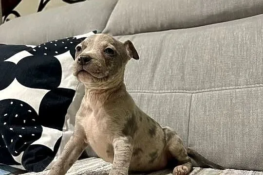Amstaff Merle