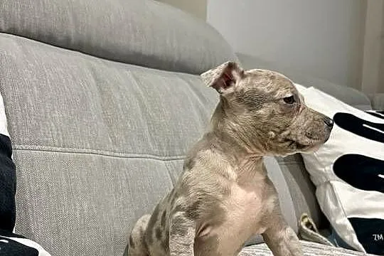 Amstaff Merle, Wielkopolskie, Grodzisk Wielkopolski