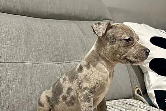 Amstaff Merle, Wielkopolskie, Grodzisk Wielkopolski