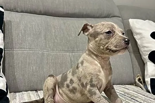 Amstaff Merle, Wielkopolskie, Grodzisk Wielkopolski