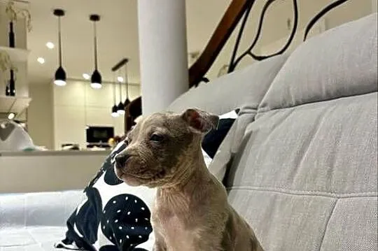 Amstaff Merle, Wielkopolskie, Grodzisk Wielkopolski
