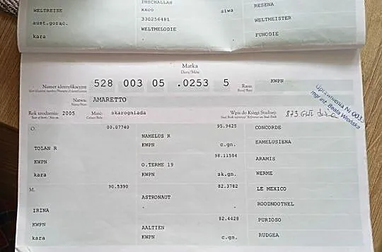 Klacz Avigeil, , 