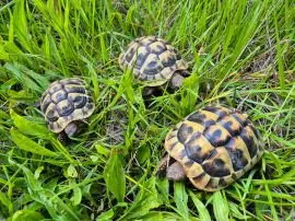 Żółwie greckie na sprzedaż z profesjonalnej hodowli Warszawa