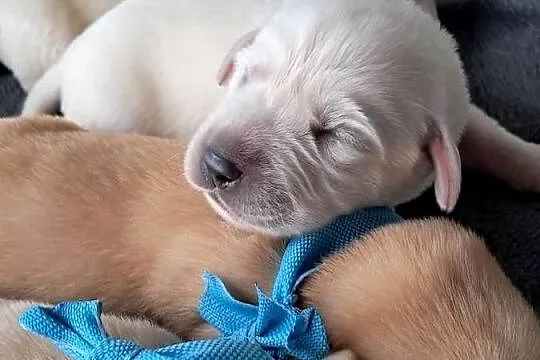 Szczeniaki rasy labrador retriever, Małopolskie, Tarnów