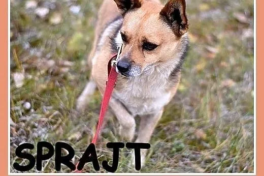 Mały 8 kg, spokojny,przyjacielski,towarzyski rudy psiak SPRAJT.Adopcja,  małopolskie Kraków