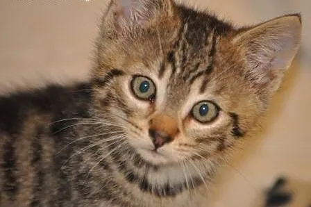 Booboo kociak, kotek 12 tyg. ADOPCJA,  małopolskie
