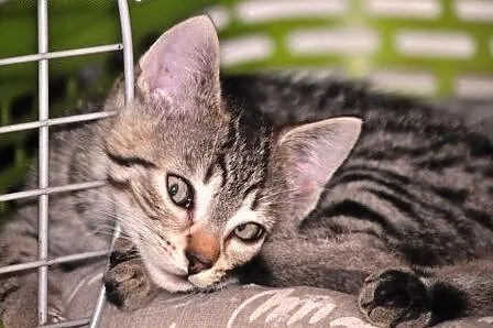 Booboo kociak, kotek 12 tyg. ADOPCJA,  małopolskie