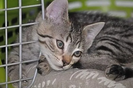 Booboo kociak, kotek 12 tyg. ADOPCJA,  małopolskie