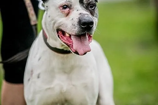 Bratek - energiczny piesek w typie pitt - bulla do adopcji! ,  świętokrzyskie Kielce