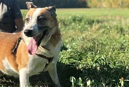 Vika-cicha,spokojna,delikatna,nienachalna suczka do adopcji, 13-15kg, dolnośląskie Wrocław,