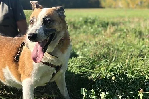 Vika-cicha,spokojna,delikatna,nienachalna suczka do adopcji, 13-15kg,  dolnośląskie Wrocław, 