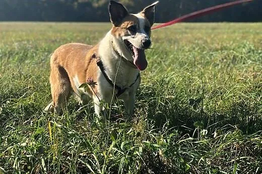Vika-cicha,spokojna,delikatna,nienachalna suczka do adopcji, 13-15kg,  dolnośląskie Wrocław, 