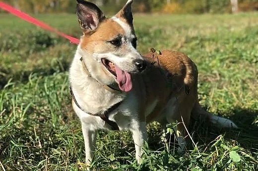 Vika-cicha,spokojna,delikatna,nienachalna suczka do adopcji, 13-15kg,  dolnośląskie Wrocław, 