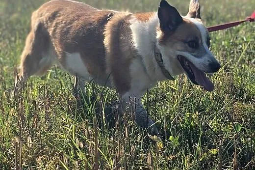 Vika-cicha,spokojna,delikatna,nienachalna suczka do adopcji, 13-15kg,  dolnośląskie Wrocław, 