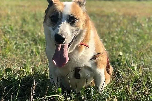 Vika-cicha,spokojna,delikatna,nienachalna suczka do adopcji, 13-15kg,  dolnośląskie Wrocław, 