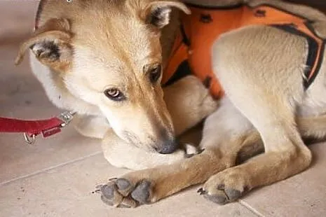 KURKA – średnia jasna towarzyska suczka- do adopcji,  mazowieckie Warszawa