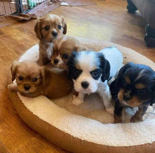 Piękne Cavalier King Charles Spaniel szczenięta dostępne dla nowych rodzin., Śląskie, Katowice