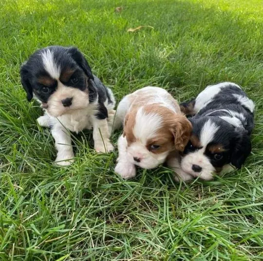 Piękne Cavalier King Charles Spaniel szczenięta dostępne dla nowych rodzin.
