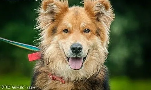 OTOZ Animals - Turbo - owczarkowaty misiek szuka p