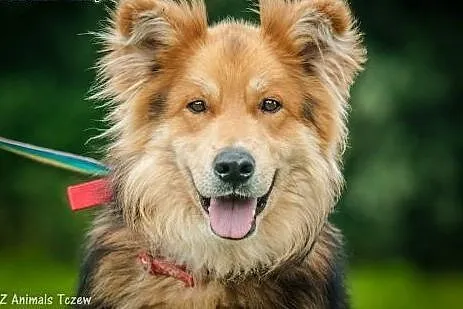 OTOZ Animals - Turbo - owczarkowaty misiek szuka p