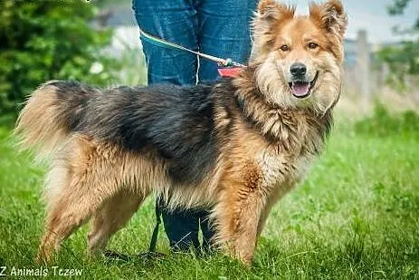 OTOZ Animals - Turbo - owczarkowaty misiek szuka p