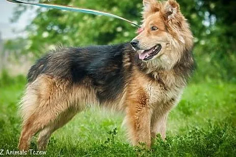 OTOZ Animals - Turbo - owczarkowaty misiek szuka p