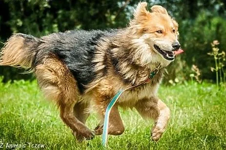 OTOZ Animals - Turbo - owczarkowaty misiek szuka p