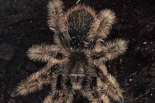 Tliltocatl albopilosus 5DC