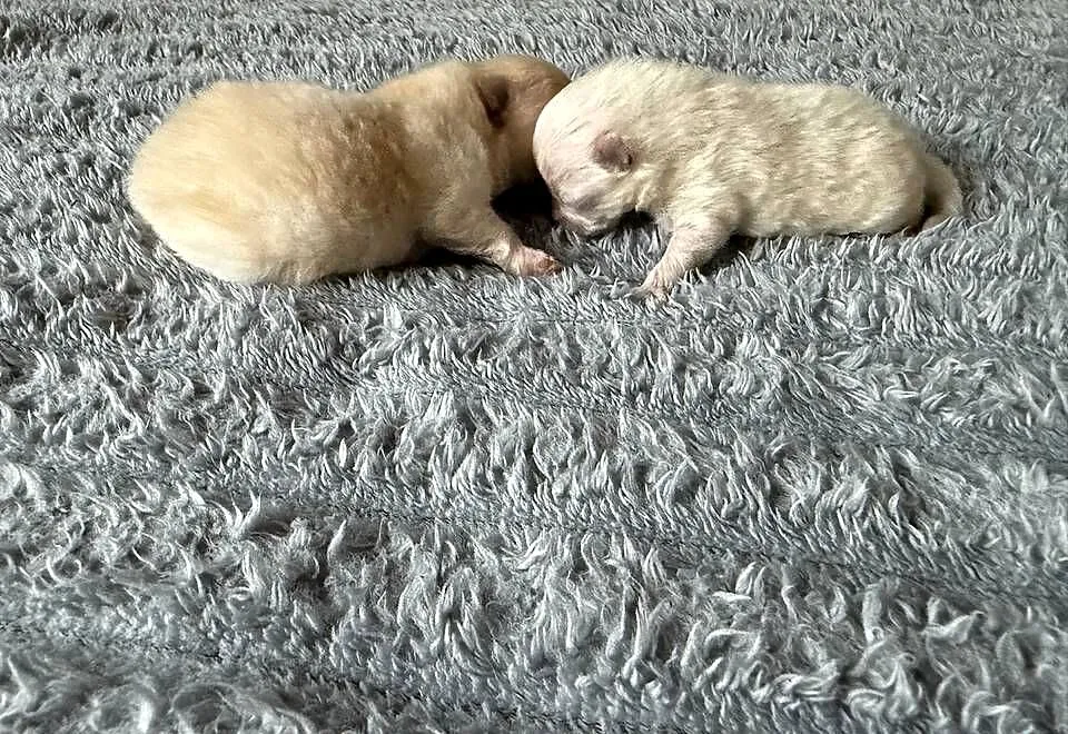 Szpic miniaturowy pomeranian, Śląskie, Gliwice