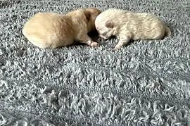 Szpic miniaturowy pomeranian