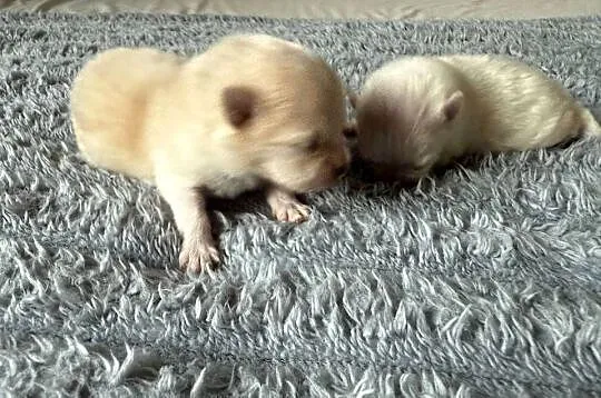 Szpic miniaturowy pomeranian, Śląskie, Gliwice