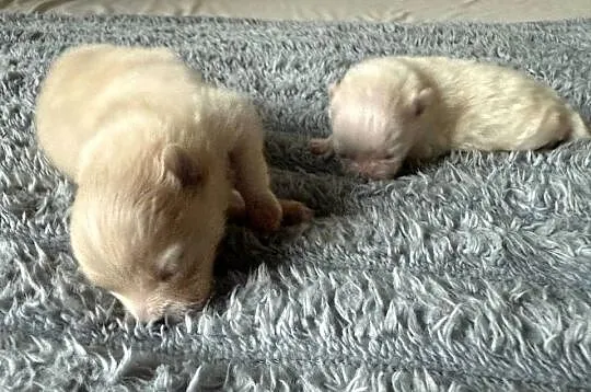 Szpic miniaturowy pomeranian, Śląskie, Gliwice