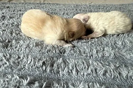 Szpic miniaturowy pomeranian, Śląskie, Gliwice