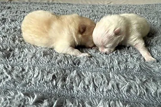 Szpic miniaturowy pomeranian, Śląskie, Gliwice